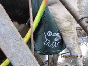 Product image for Убербег(сумка для вымени коров зима)
