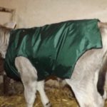 попона для телят от ветгрин