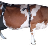 Убербег(сумка для вымени коровы лето)