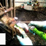 Обрезка копыт коров