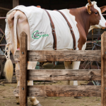 Попона для коров